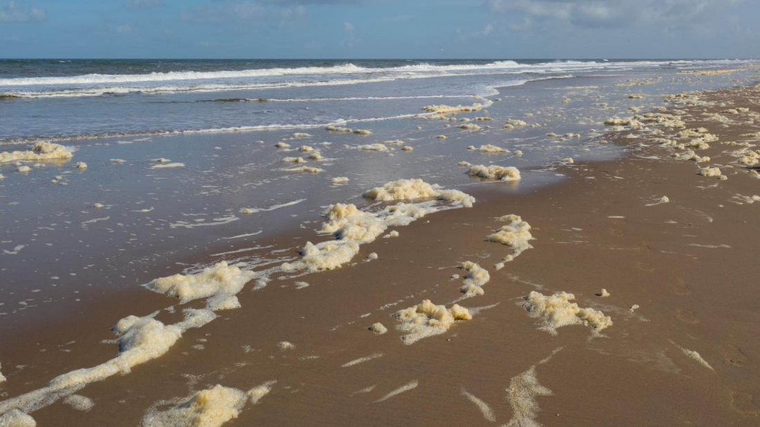 Algae or Sewage? How to Tell the Difference Before You Swim