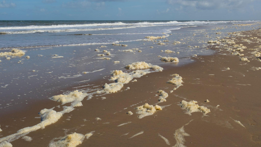 Algae or Sewage? How to Tell the Difference Before You Swim